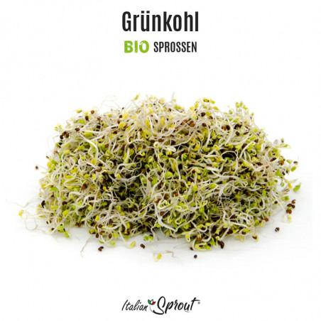 Grünkohl  Riccio rosso Portugal BIO - Sprossen