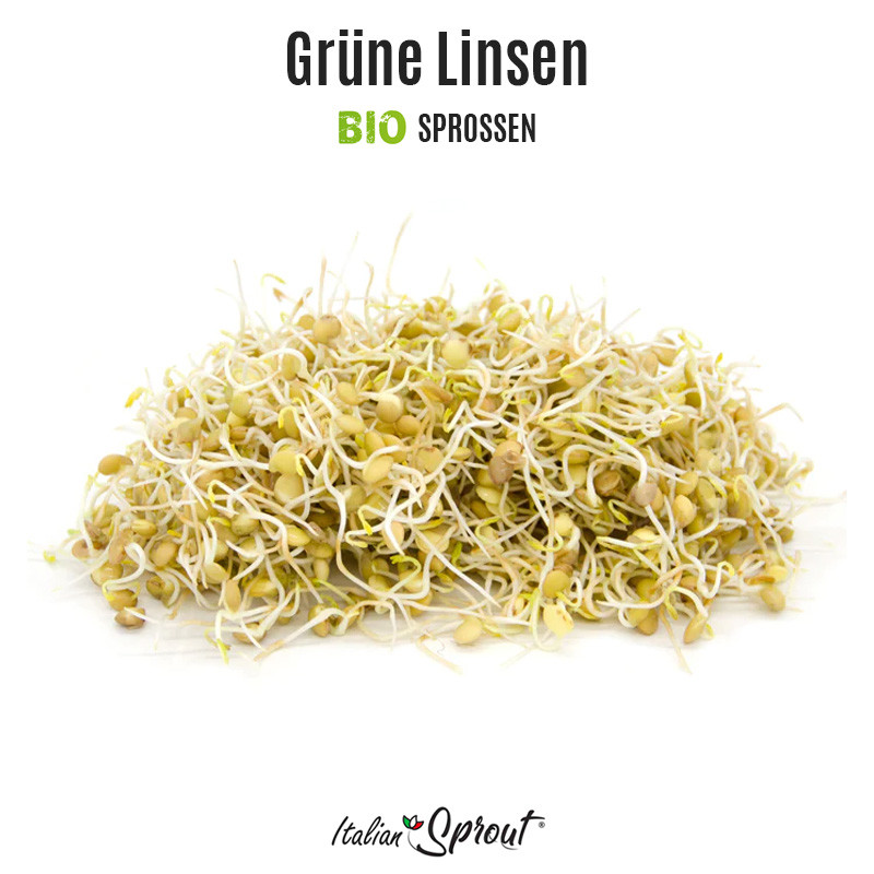 Linsen verdi Siena BIO - Sprossen