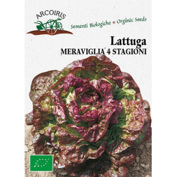 Salat Meraviglia 4 Stagioni BIO Samen - Regionen Italiens