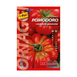Tomate / Paradeiser Costoluto Genovese