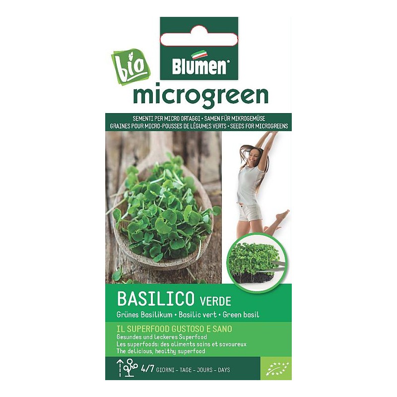 Grünes Basilikum  - Microgemüse