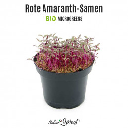 Amaranto rosso Flame BIO - Microgreens