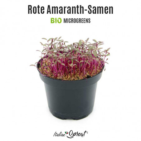 Amaranto rosso Flame BIO - Microgreens