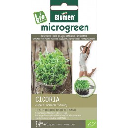 Chicorée Bio Microgreen