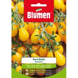 Gelbe Tomaten/ Paradeiser "Pera Giallo" - Regionen Italiens