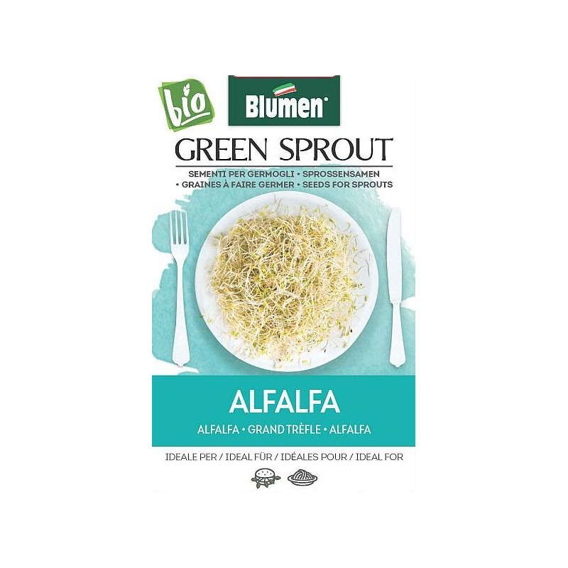Alfalfa - Sprossen BIO Alfalfa - Sprossen BIO