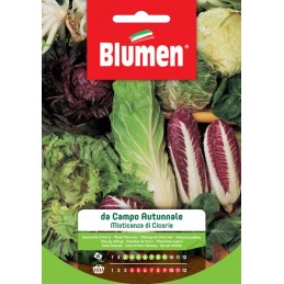 Salat Mix aus 4 Chicorée-Sorten