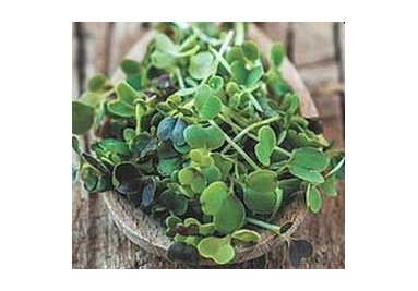Microgreens und Sprossen BIO