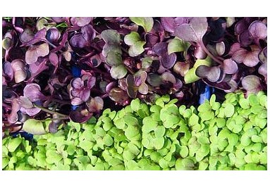 Microgreens BIO
