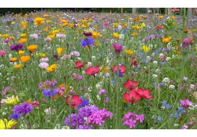 Eine Blumenwiesen verwandeln jeden Garten in etwas Einzigartiges voller Farbenpracht.